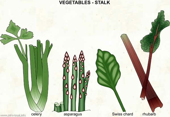 Vegetables - stalk  (Visual Dictionary)